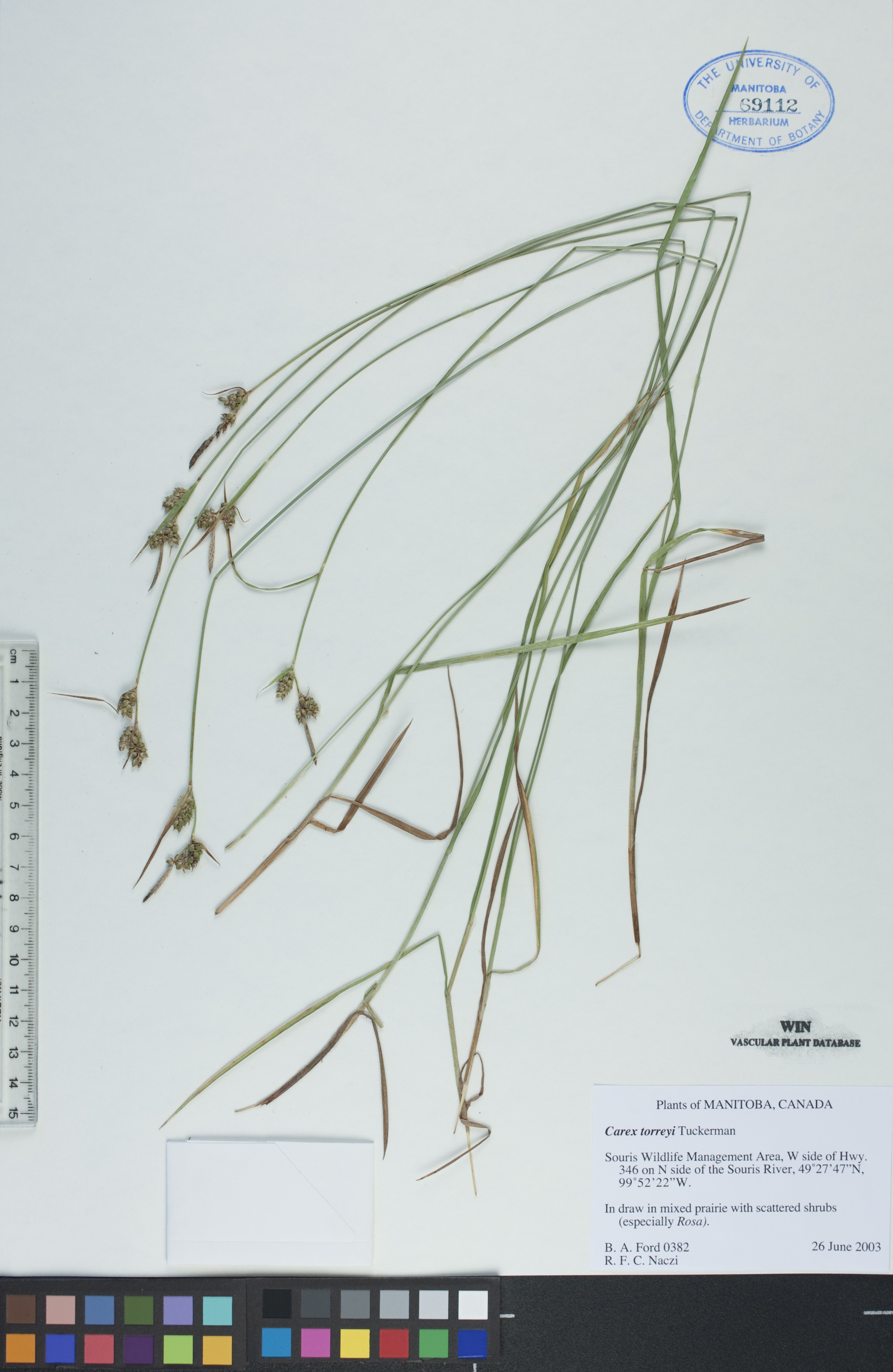 Carex torreyi image